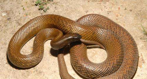 世界上最毒的蛇排名