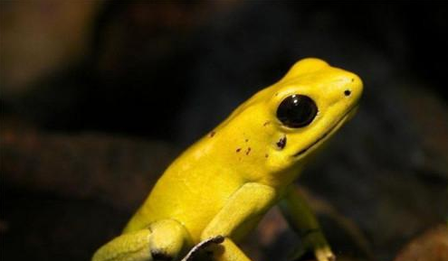 世界上最毒的动物