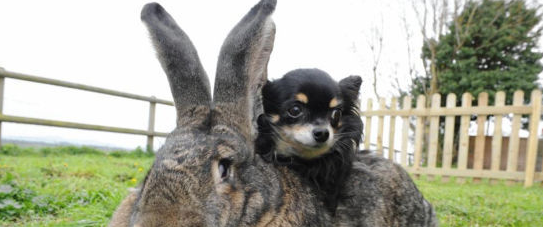 世界上最大的兔子