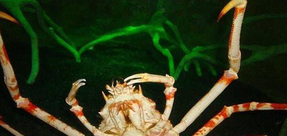 世界上最大的螃蟹