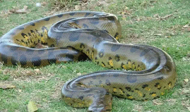 世界上最长的蛇
