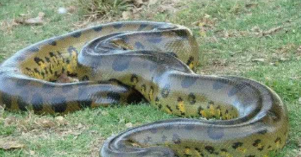 世界上最大的蟒蛇