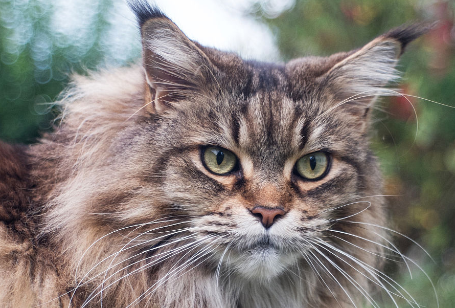 世界上最大的猫