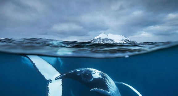 世界上最大的动物