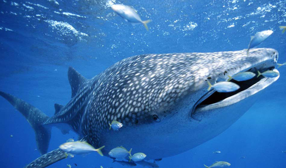 世界上最大的鱼