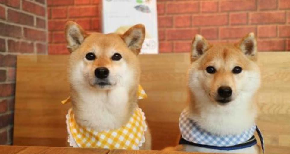 世界上最贵的狗排名