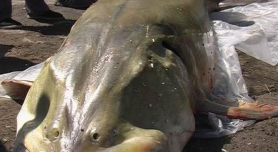 世界上最大的淡水鱼