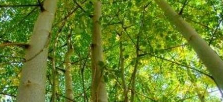 世界上最神奇的植物