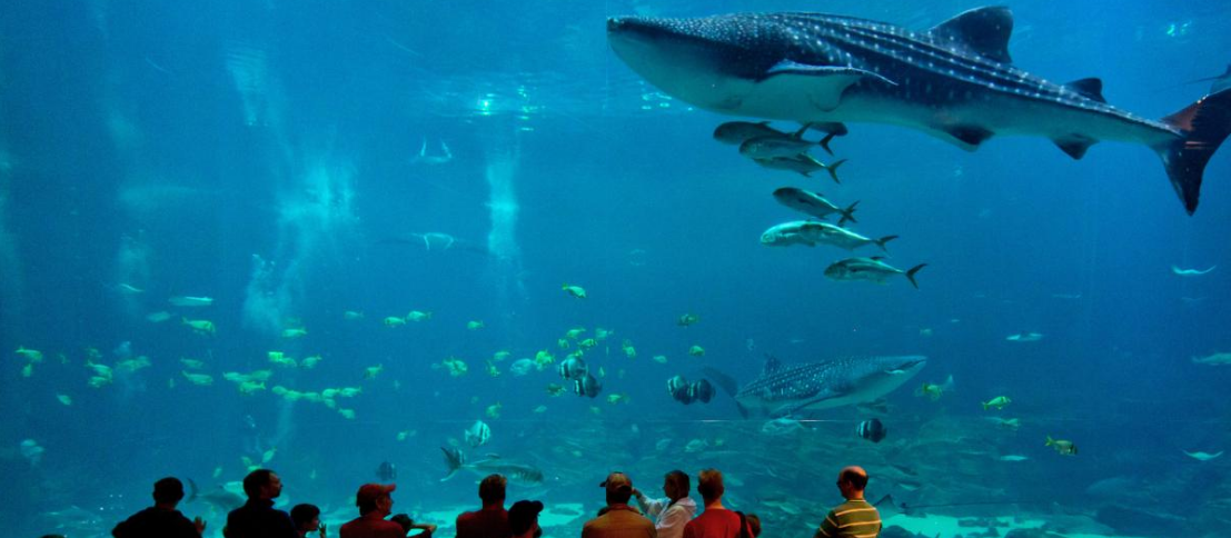 世界上最大的水族馆