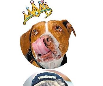 世界上最丑的狗