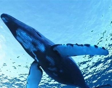 最大的哺乳动物是什么?