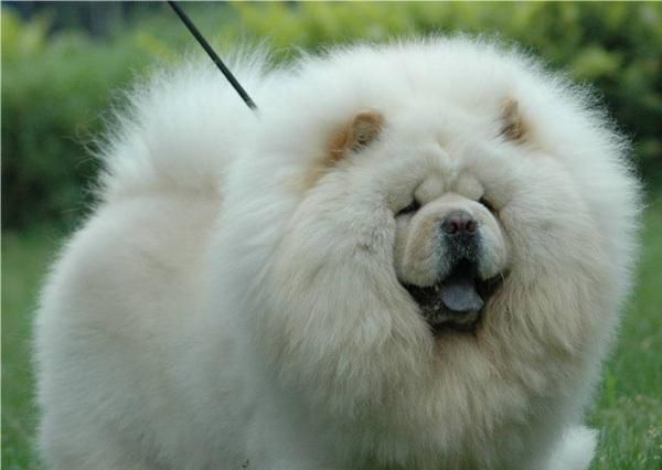 世界上最贵的狗