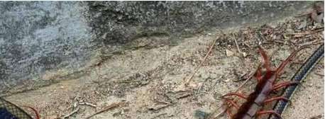 世界上最大的蜈蚣