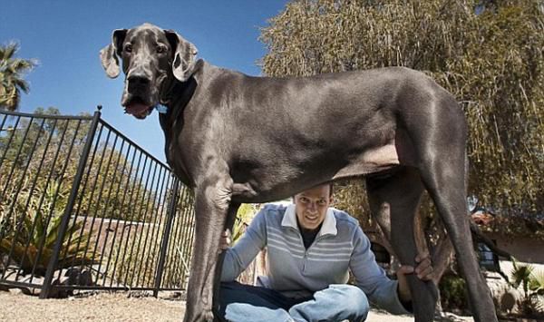 世界上最大的狗