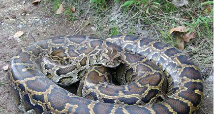 世界上最大的蛇