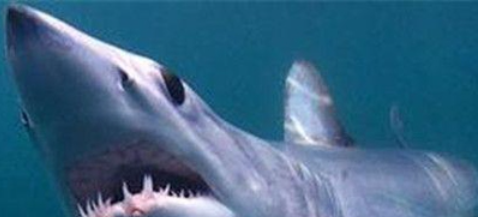 世界上最恐怖的动物