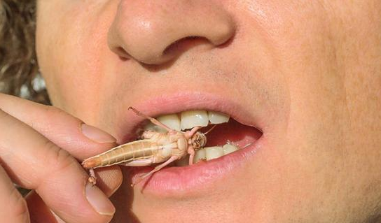 世界上最恶心的食物