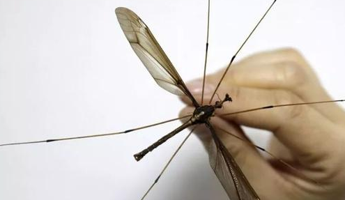 世界上最大的蚊子