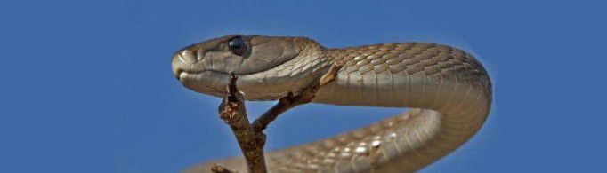 黑曼巴是什么意思?