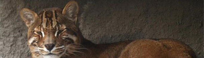 彪是什么动物？