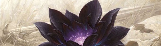 黑莲花是什么意思?