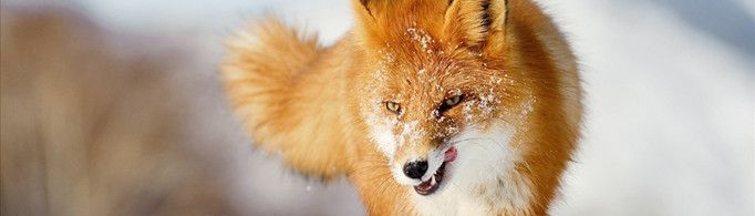 狐为什么会给人留下诡计多端的印象？