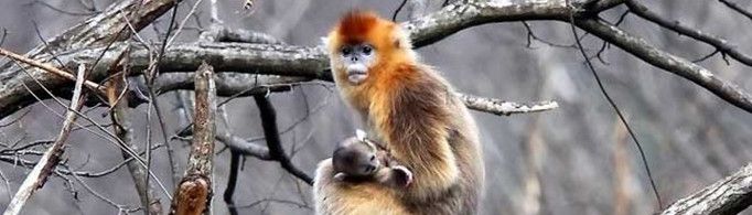 为什么金丝猴一年要搬两次家？