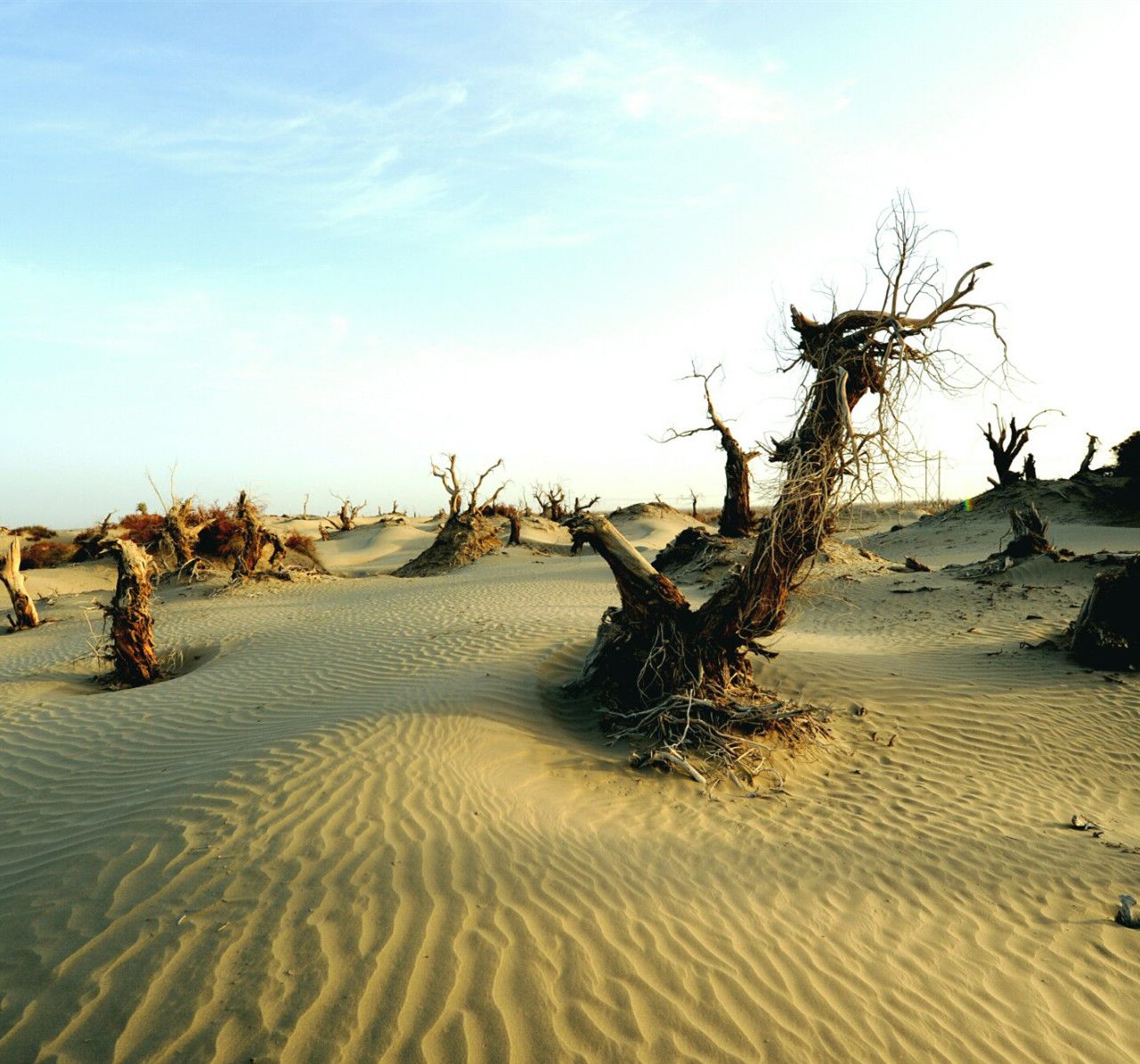 死亡之海是哪个沙漠？