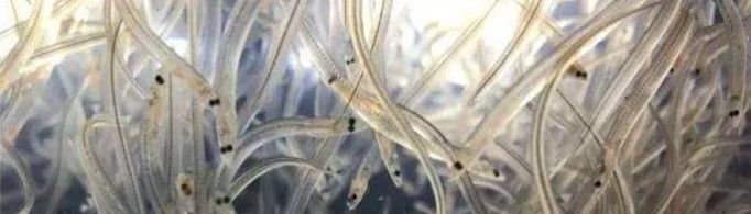 鳗鱼苗为什么被称为软黄金？