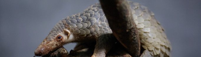 为什么把鲮鲤叫做穿山甲？