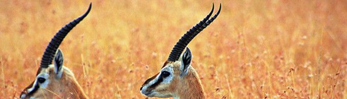 为什么藏羚又叫“一角兽”？