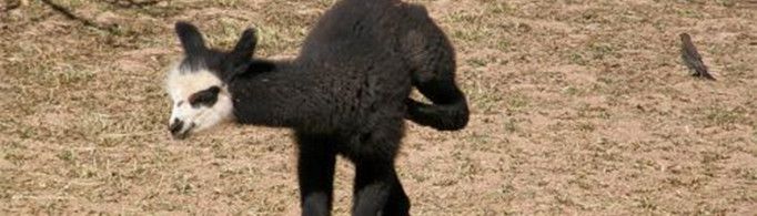 为什么没有三条腿的动物？