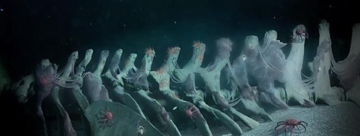 一鲸落，万物生是什么意思？