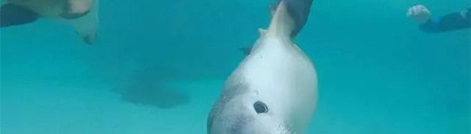 为什么说海豹是优秀潜水员？