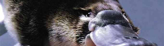 为什么说鸭嘴兽是哺乳动物？