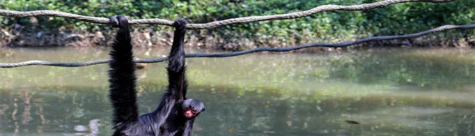 为什么蜘蛛猴有第五只手？