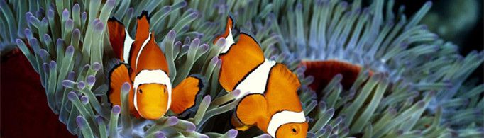 为什么有淡水鱼和盐水鱼之分？