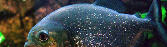 为什么红比拉鱼被称为“危险动物”？