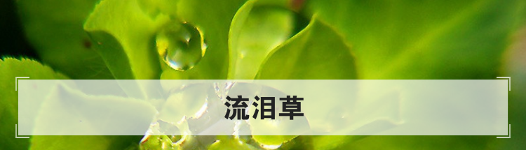 流泪草是一种什么植物