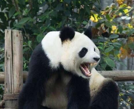 食铁兽是什么动物？