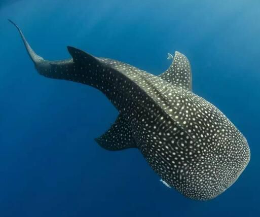 世界上最大的鱼类是什么？