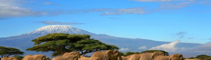 为什么肯尼亚被誉为“野生动物的天堂”？