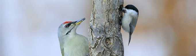 为什么山雀喜欢陪伴啄木鸟捕食？