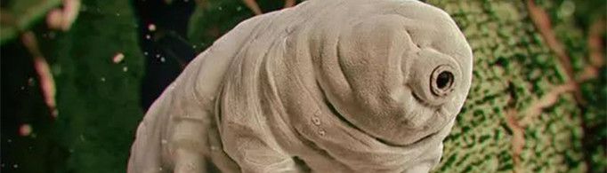 水熊虫寿命是多少年？