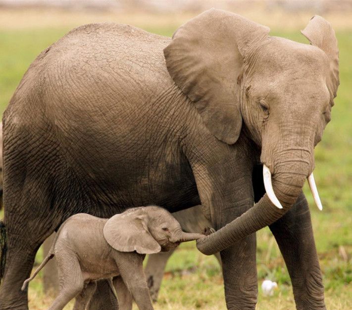 大象怀孕多久生产