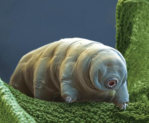 生命力最强的生物是什么