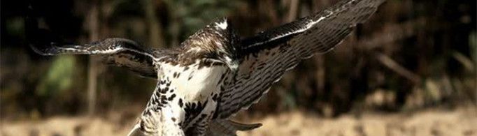 跑路鸟为什么被称作沙漠地带的小丑？