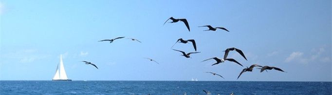 达尔文海湾为什么是鸟天下？