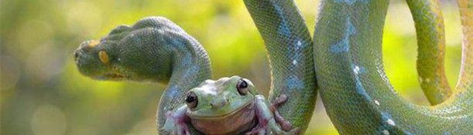 为什么青蛙会跳到蛇的嘴里？