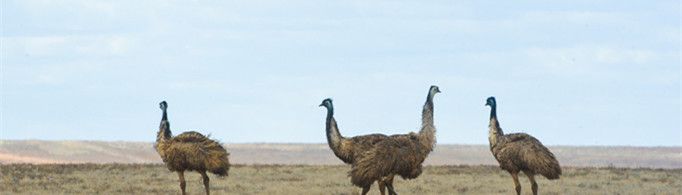 为什么鸸鹋又叫长跑健将？